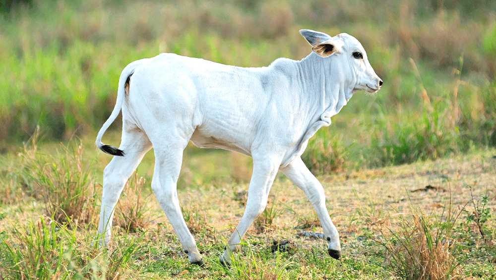 Bezerro branco caminhando no pasto